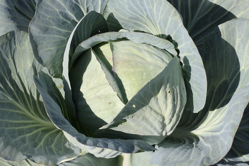 Brassica oleracea wild cabbage