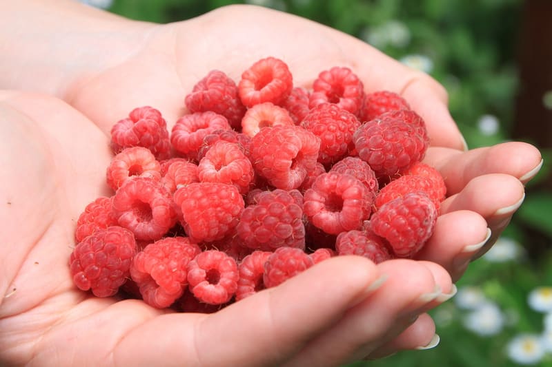 Raspberry fruit close up