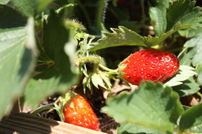 Strawberry fruit close up
