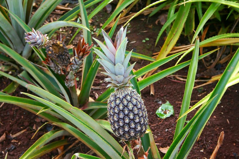 Ananas comosus pineapple