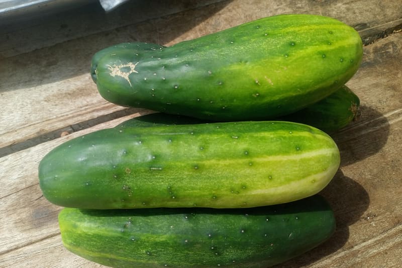 Cucumber plant fruit