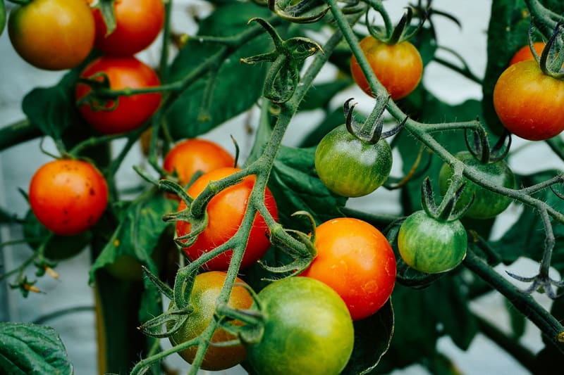 Tomatoes on vine