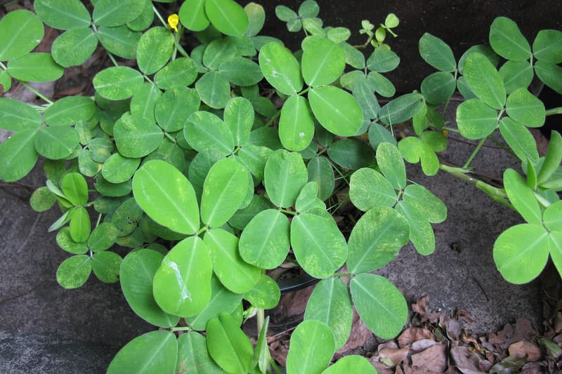 Peanut plant pods