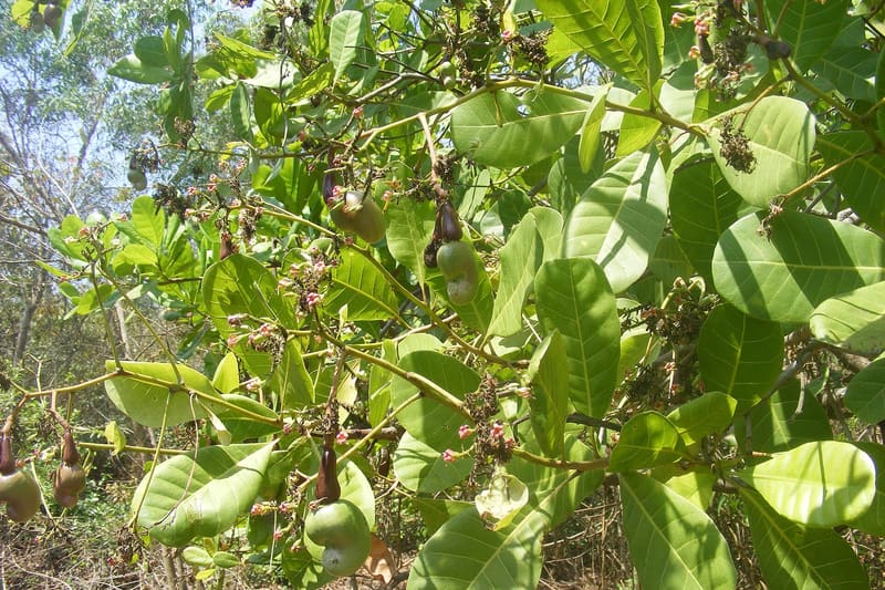 Cashew apple fruit tree