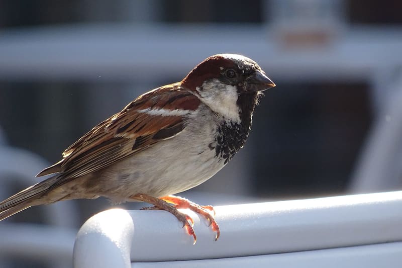 House sparrow perched