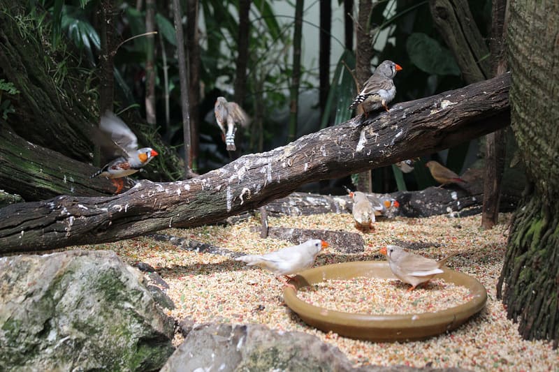 Finch beak seed eating
