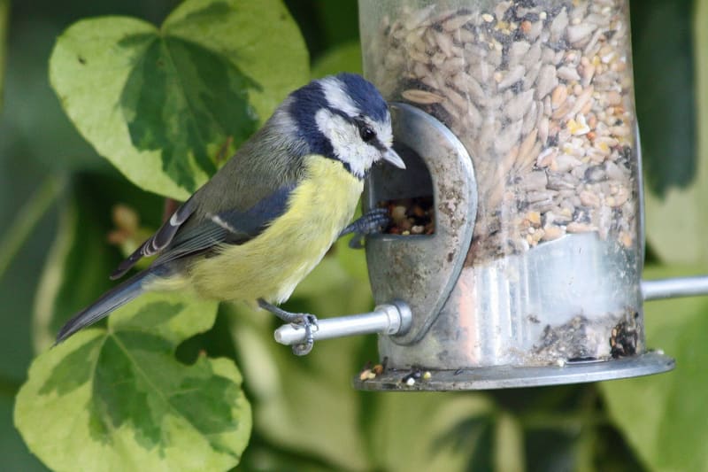 Blue tit on feeder