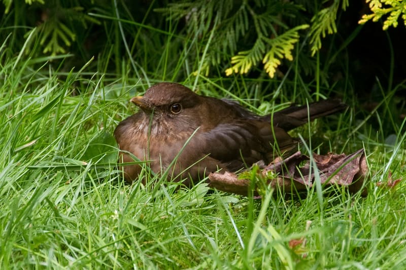 Blackbird garden lawn