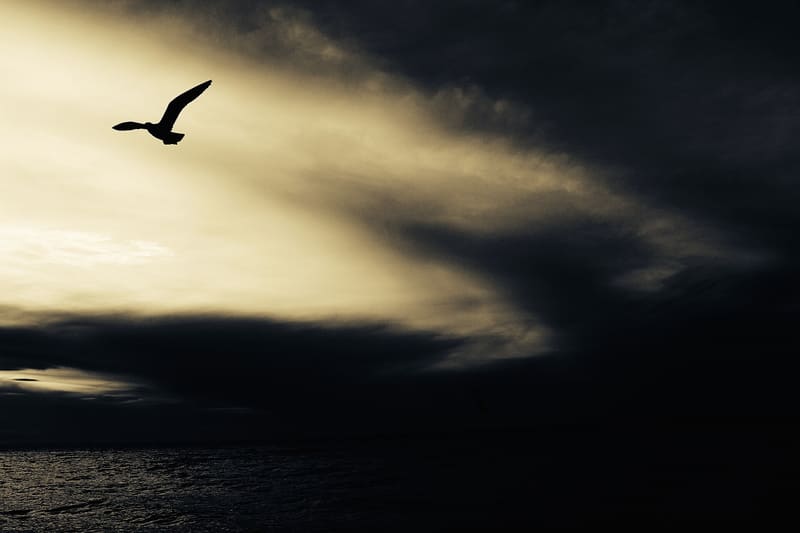 Bird silhouette flight