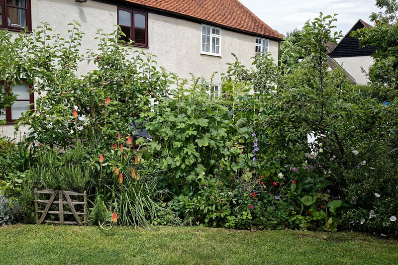 Cottage garden border planting