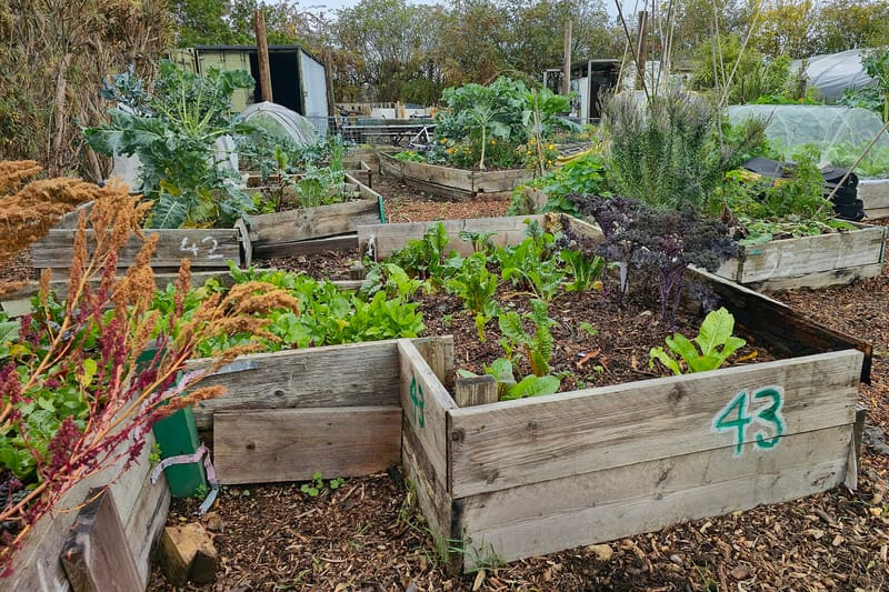 Garden mulch bark bed
