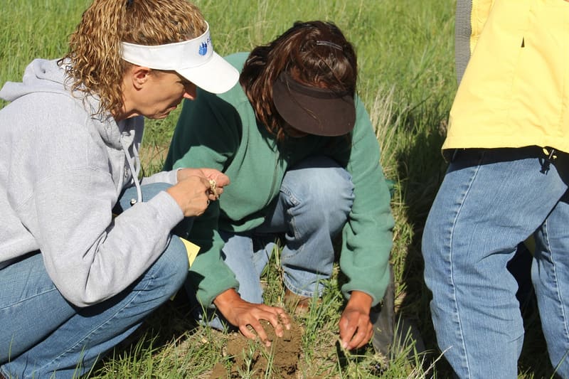 Plant roots soil
