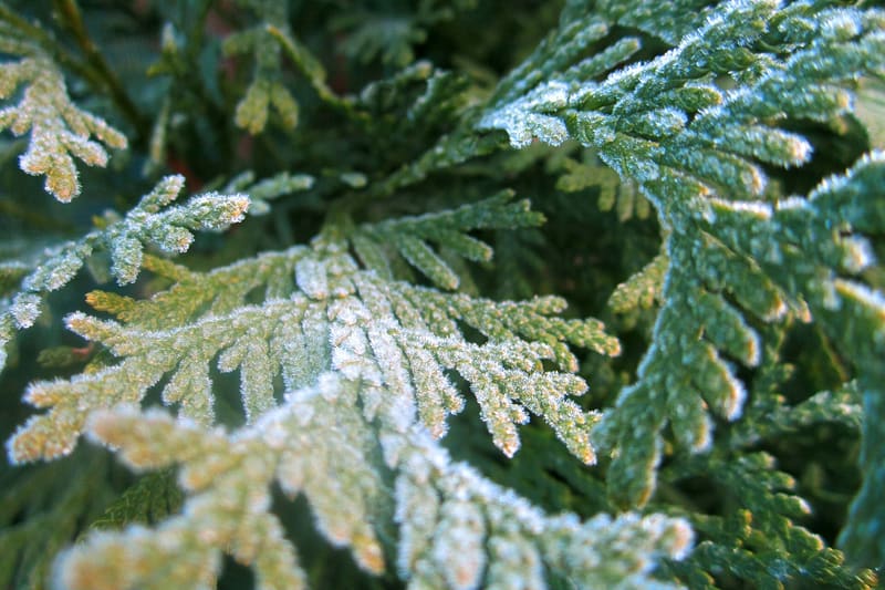 Frost on plant leaves