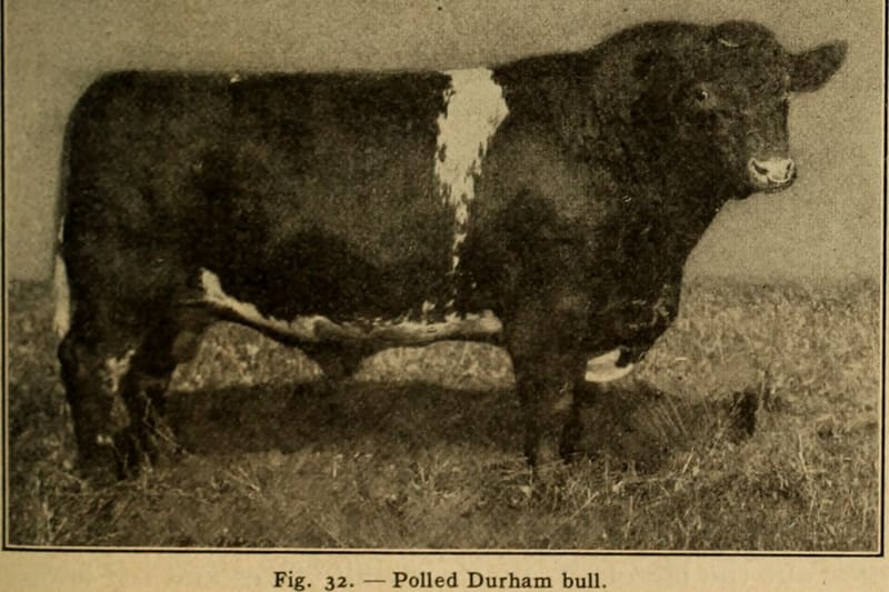Rare breed cattle herd