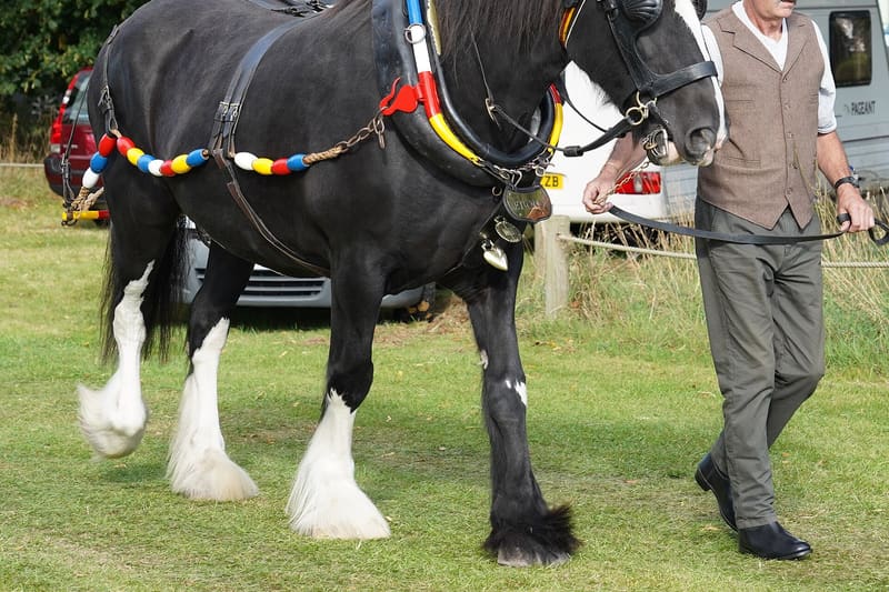 Shire horse heavy horse