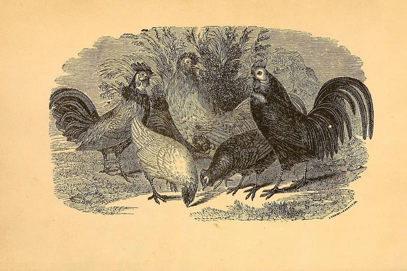 Heritage chicken breed poultry