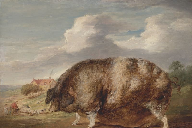 Gloucestershire Old Spots pig