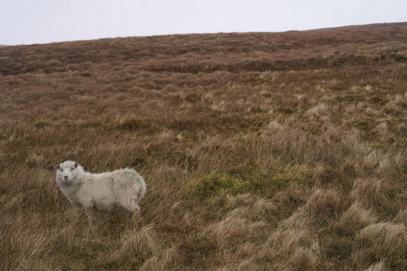 Hill sheep breed moorland