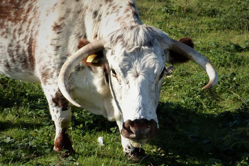 English Longhorn