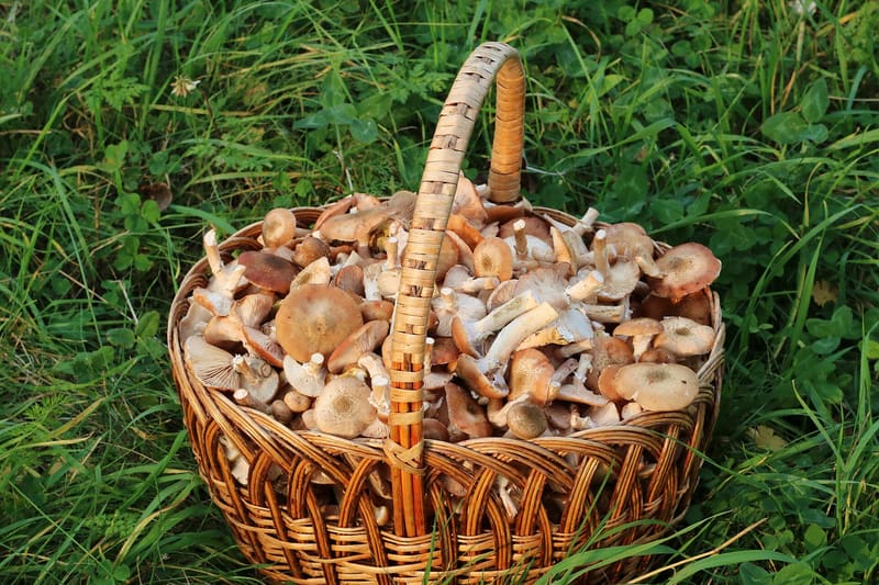 Armillaria honey fungus