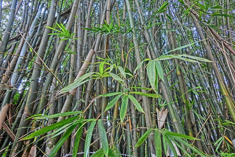 Bamboo forest stems