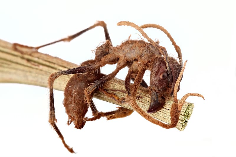 Cordyceps fungus insect