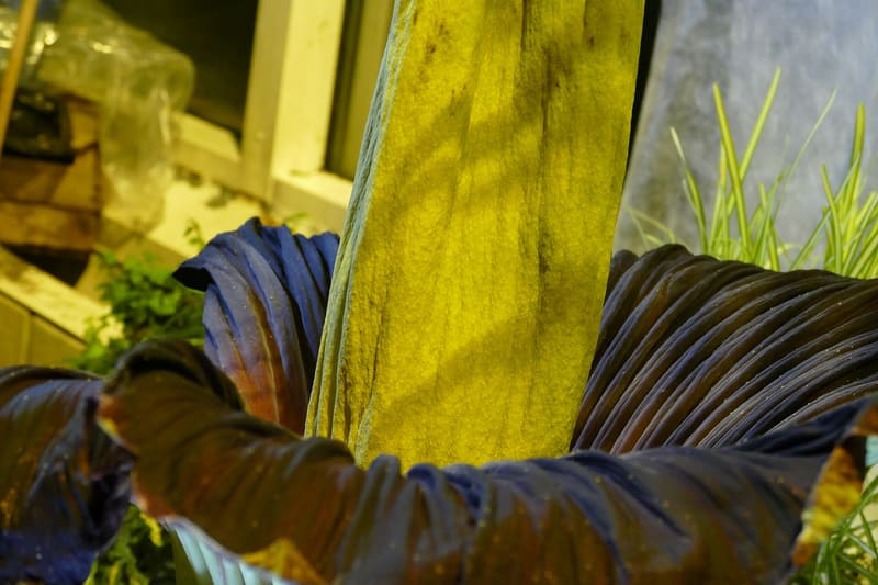 Amorphophallus titanum flower