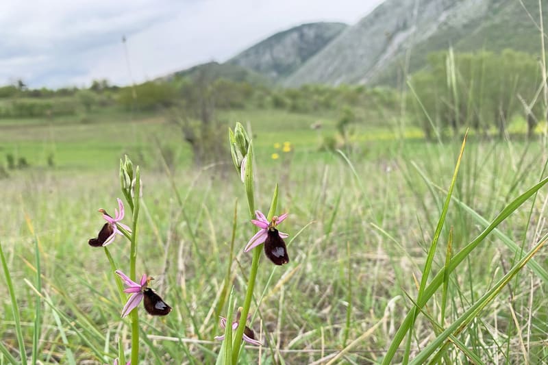 Ophrys bee orchid