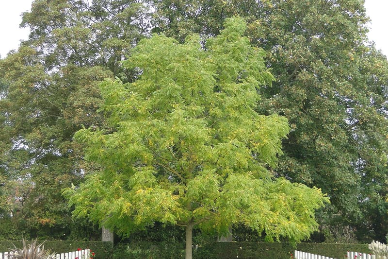 Black walnut tree Juglans