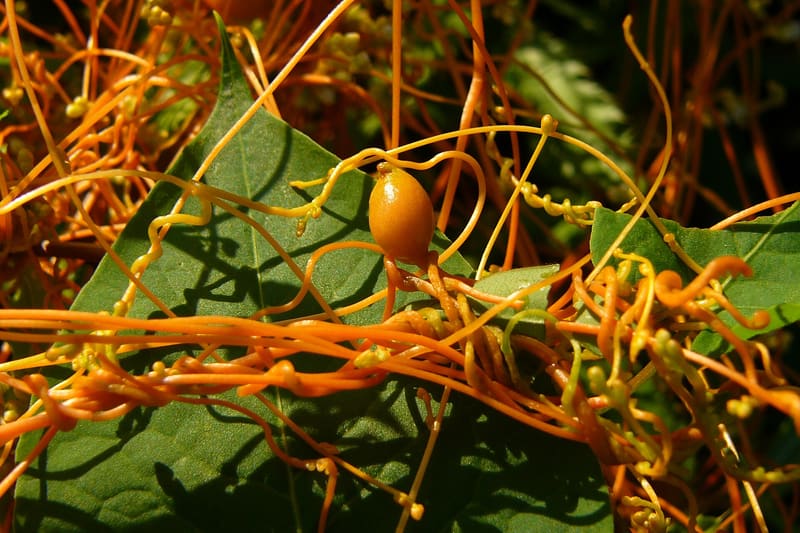 Cuscuta dodder vine