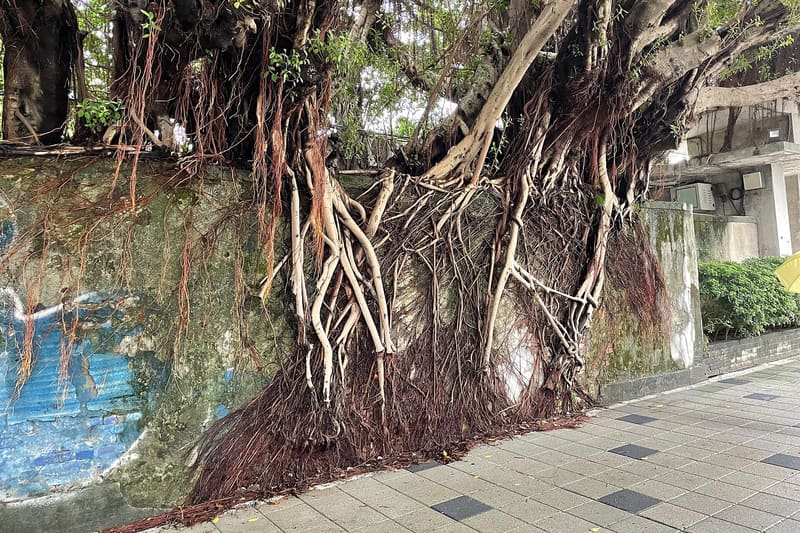 Strangler fig tree roots