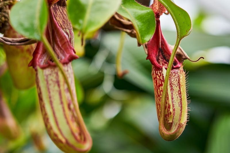 Nepenthes pitcher plant