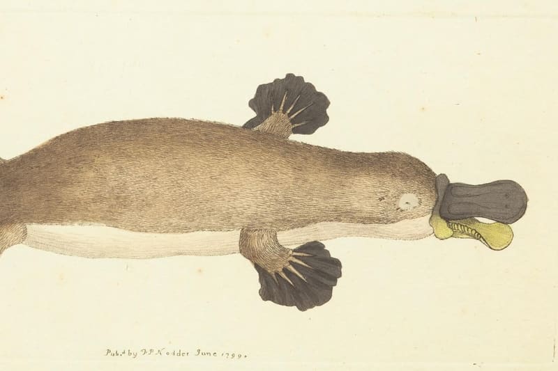 A branded card in olive green introducing a list of ten documented facts about the platypus.