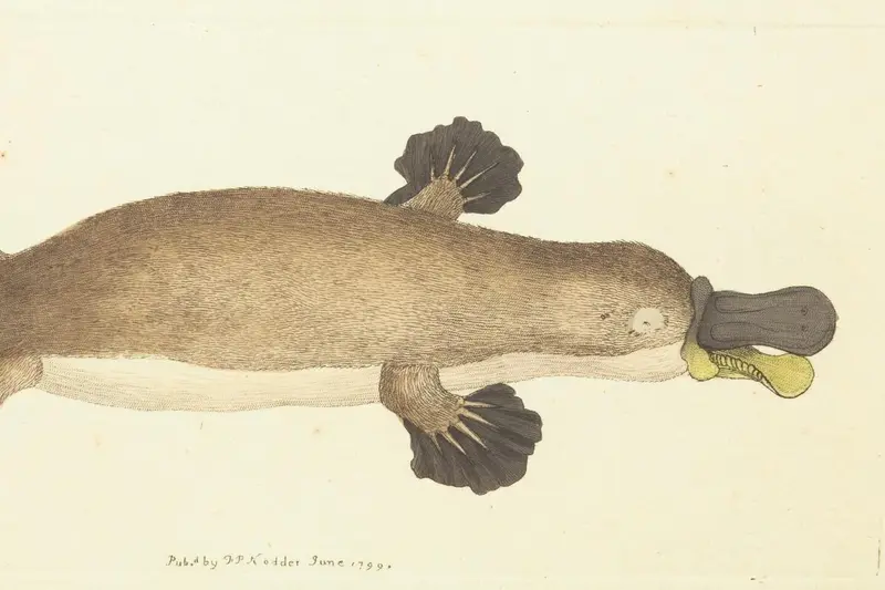 A branded card in olive green introducing a list of ten documented facts about the platypus.
