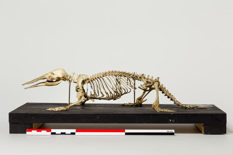 Ornithorhynchus specimen