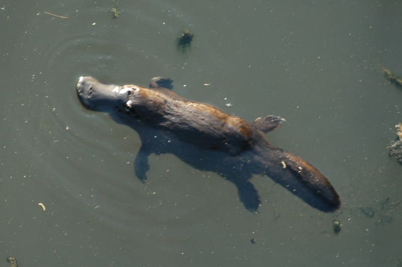 Platypus swimming river