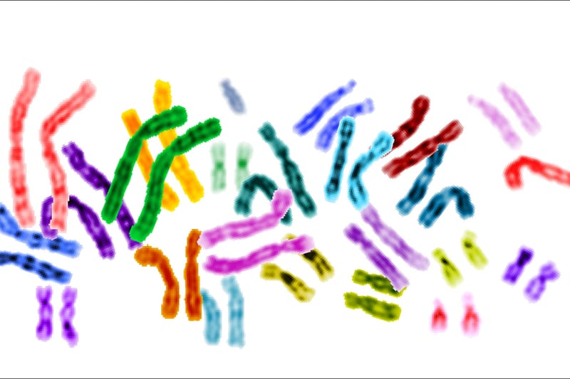 Chromosome karyotype