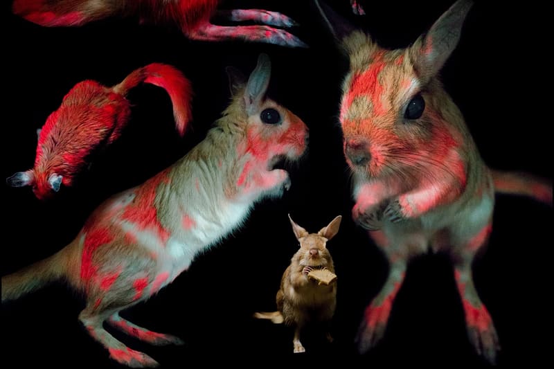 Biofluorescence ultraviolet mammal