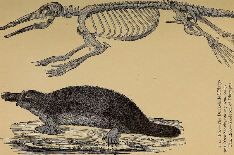 Platypus anatomy illustration