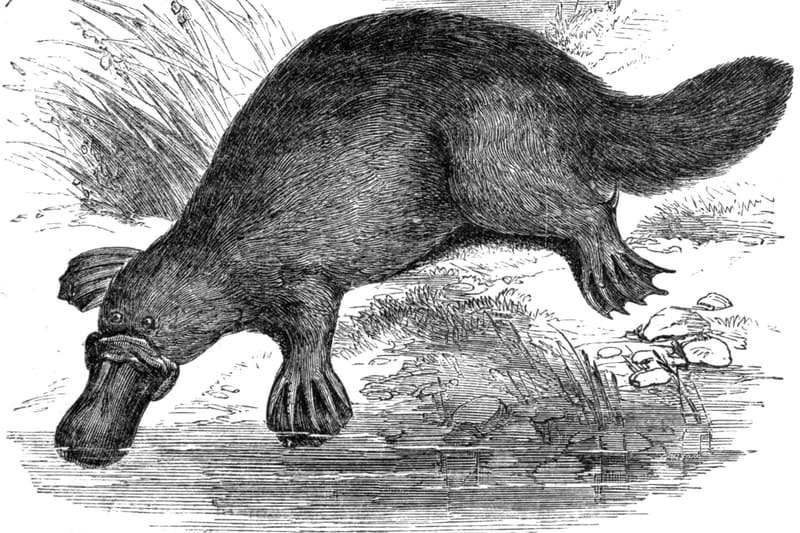 Platypus bill