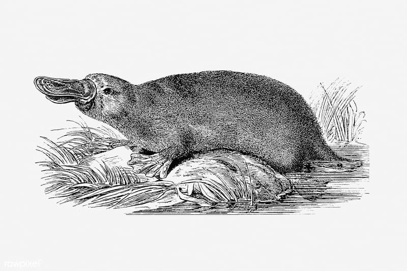 Platypus skull bill