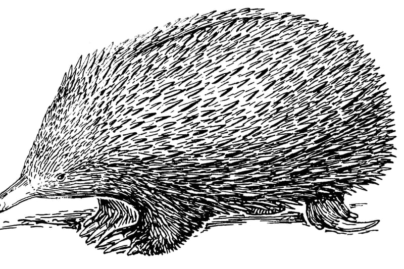 Echidna monotreme