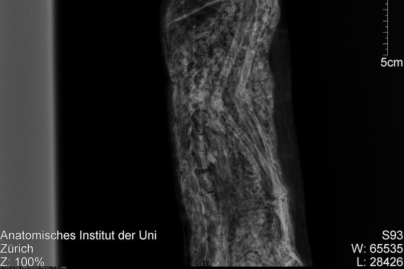Egyptian cat mummy