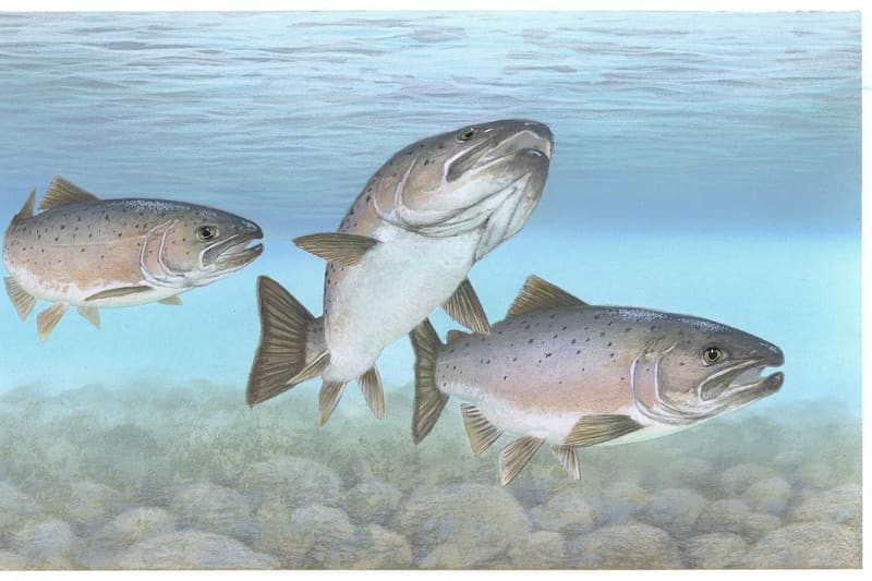 Atlantic salmon fish