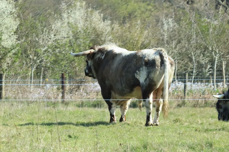 Bull in field cattle