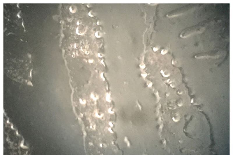 Fingerprint ridges