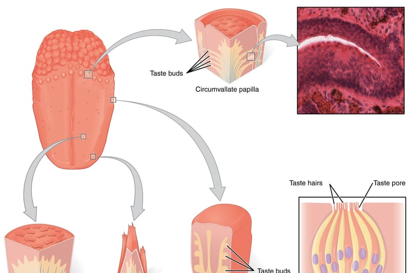 Human tongue anatomy