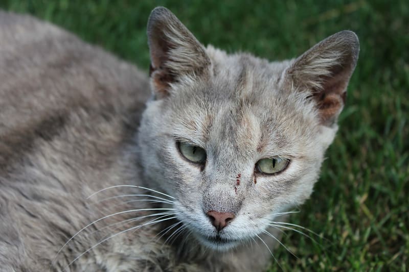 A branded card in olive green introducing an article about nine cat behaviours and the current state of the research.