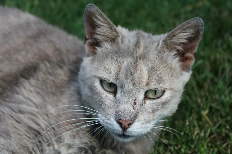 A branded card in olive green introducing an article about nine cat behaviours and the current state of the research.