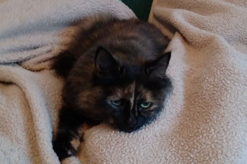Tortoiseshell cat coat